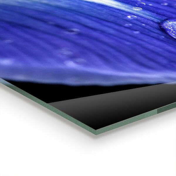 Skleněné obklady do kuchyně Fialový květ iris