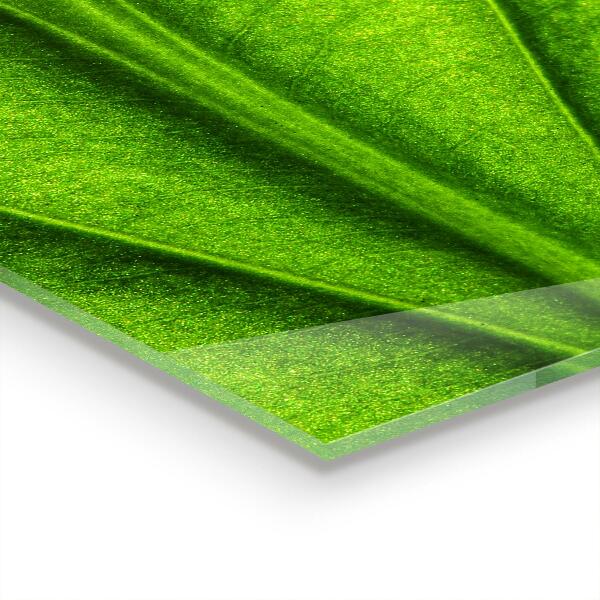 Skleněné obklady do kuchyně Podrobnosti o zeleném listu