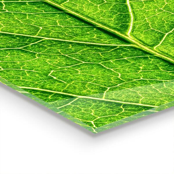 Skleněné obklady do kuchyně Jemné detaily listů