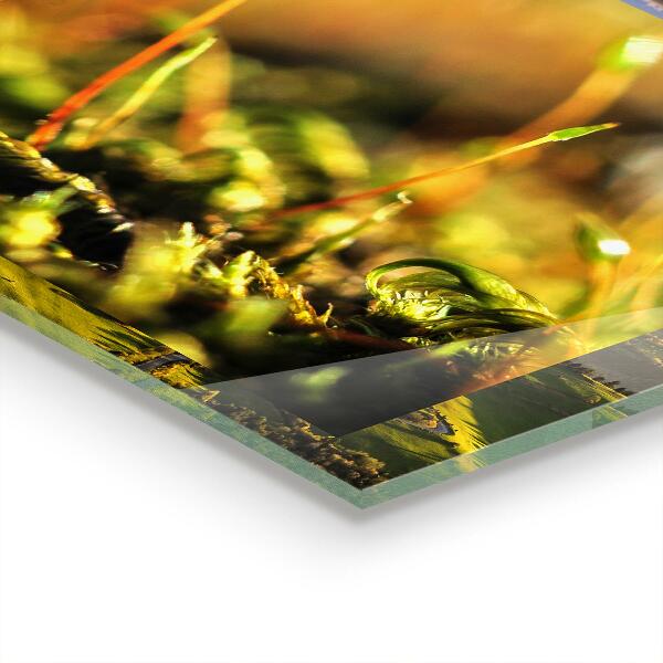 Skleněný panel Podrobnosti o lesním mechu