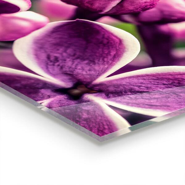 Skleněný panel Přirozená krása růžové lilie