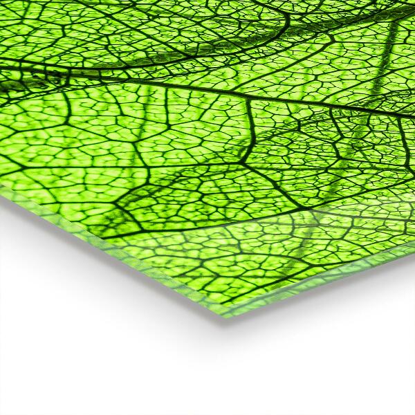 Skleněný panel Textura zeleného listu