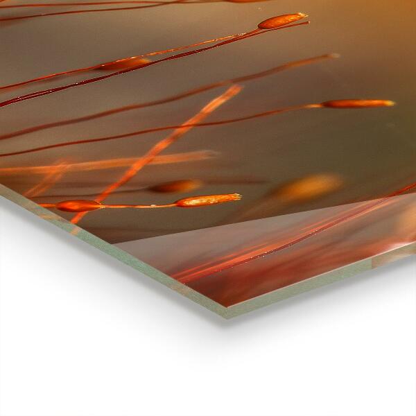 Skleněný panel Obilné pole při západu slunce