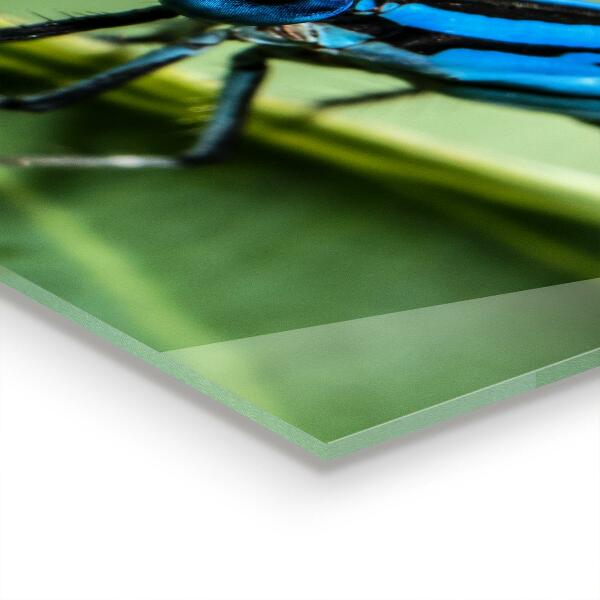 Skleněný panel Vážka na listu