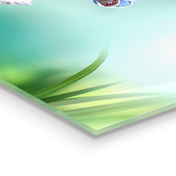 Skleněné obklady do kuchyně Letní luční motýl květina