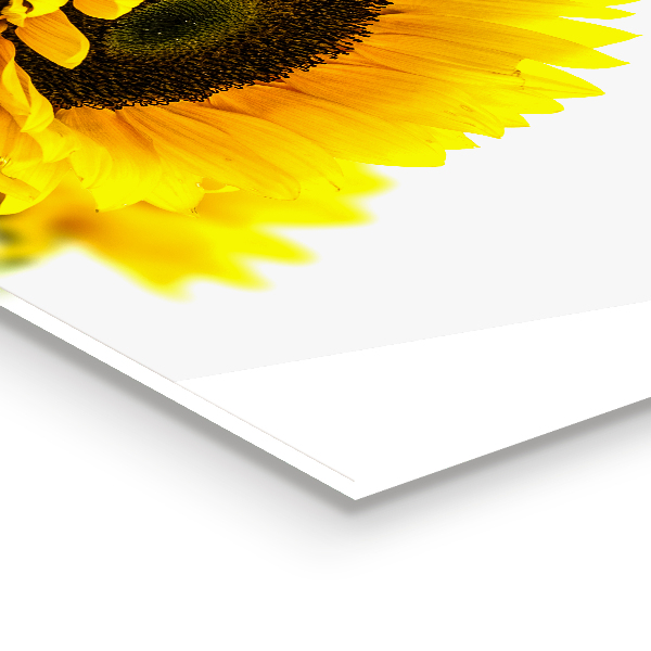 Skleněné obklady do kuchyně Letní slunečnicová kytice