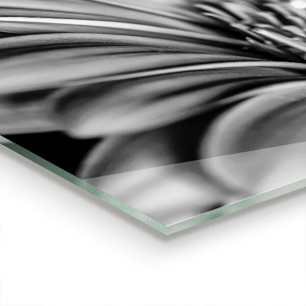 Skleněné obklady do kuchyně Černobílá fotografie gerber