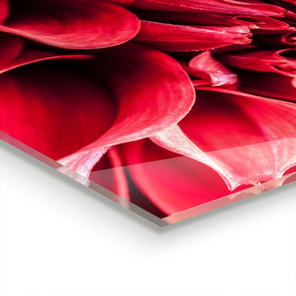 Skleněné obklady do kuchyně Energetická květinová síla přírody