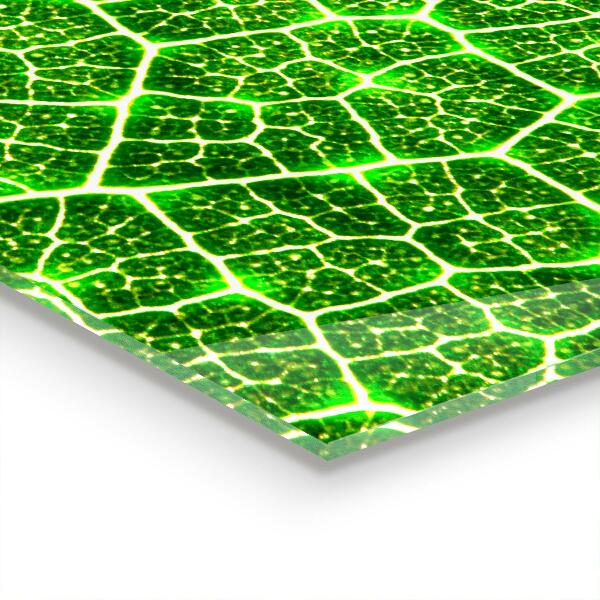 Skleněný panel Síla zelené botaniky