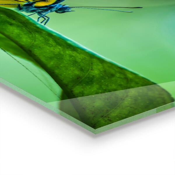 Skleněný panel Motýl na listu